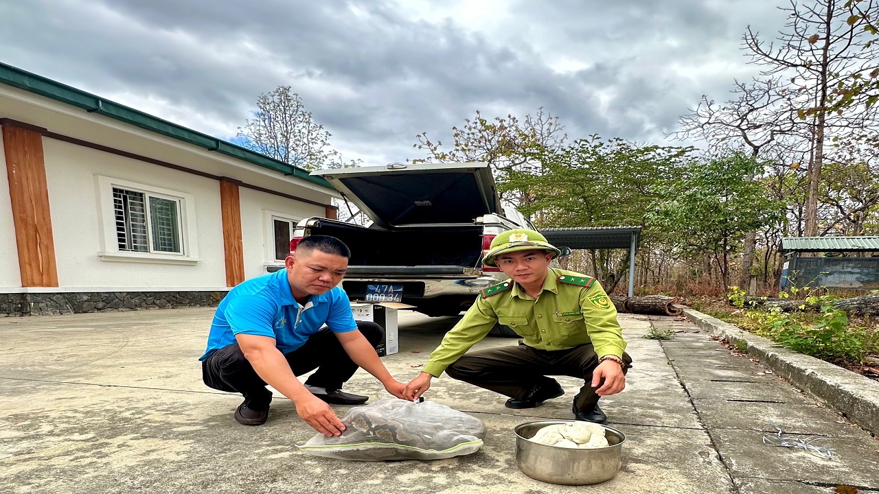 Kiểm lâm huyện Cư M’gar tiếp nhận và cứu hộ cá thể Trăn gấm quý, hiếm do người dân phát hiện